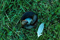 Slugs mating {Arion ater} UK