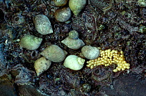 Dogwhelk eggs {Nucella lapillus} Brittany France