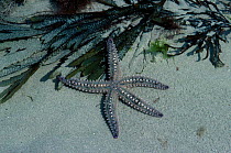 Spiny starfish {Marthasterias glacialis} Brittany France