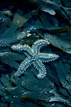 Spiny starfish {Marthasterias glacialis} Brittany France