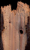 Furniture beetle woodworm holes in wood {Anobium punctatum} UK