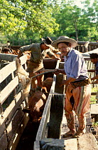Guacho branding cattle Mercedes N Argentina