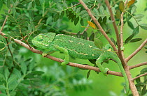 Female European chameleon walking along branch {Chamaeleo chamaeleon} Spain Europe