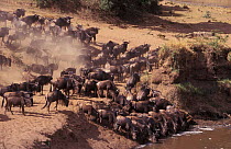 Wildebeest at edge of Mara river {Connonchaetes taurinus} Masai Mara NR Kenya