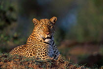 Shadow female Leopard at rest {Panthera pardus} Masai Mara NR Kenya East Africa BIG CAT DIARY