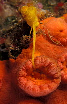 Wentletrap snail {Epitonium billeeanum} feeds on Tubastrea coral, Indo Pacific