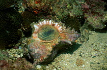 Alabaster murex showing operculum cover {Murex alabaster} Andaman Sea Thailand