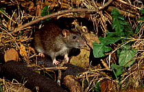 Brown rat in garden {Rattus norvegicus} Bristol UK