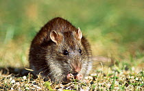 Brown rat feeds on seed dropped from bird feeder {Rattus norvegicus} Tyneside UK