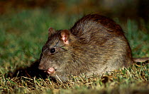 Brown rat feeds on seed dropped from bird feeder {Rattus norvegicus} Tyneside UK