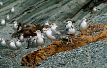 Yellow legged gull (Caspian gull) {Larus cachinnans} Black sea