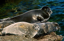 Baikal seals on rock {Pusa sibirica} Lake Baikal Russia {Phoca sibirica}