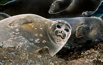 Baikal seals on shore {Pusa sibirica} Lake Baikal Russia {Phoca sibirica}