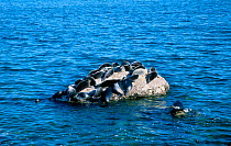 Baikal seals on rock in water {Pusa sibirica} Lake Baikal Russia {Phoca sibirica}