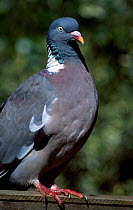 Wood pigeon {Columba palumbus} UK
