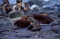 Northern fur seal family group {Callorhinus ursinus} Pribilofs Alaska USA St Paul Island