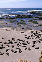Northern fur seal colony on beach {Callorhinus ursinus} Bering island, Russia