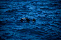 Northern fur seal sleeping with flippers folded {Callorhinus ursinus} California USA May 1998