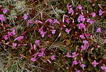 Lousewort in flower {Pedicularis sylvatica} Sheltand Is Scotland UK