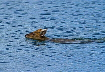 Chinese muntjac deer swims across lake {Muntiacus reevesi} Europe