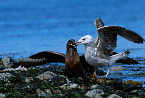Great skua {Catharacta skua} stealing fish from Greater black backed gull. Scotland UK