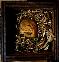 Dormouse asleep in nestbox {Muscardinus avellanarius} Kent U