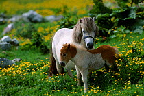 Shetland pony foal {Equus caballus} Shetland Scotland UK