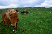 Shetland ponies {Equus caballus} Shetland Scotland UK