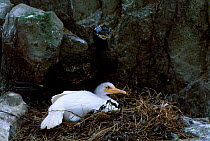 Shag with leucistic white chick {Phalacrocorax aristotelis} Farne Is Northumberland UK