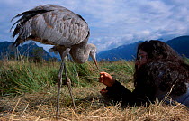 Hand reared Sandhill crane chick {Grus canadensis} with girl. British Columbia Canada 9