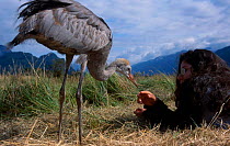 Hand reared Sandhill crane chick {Grus canadensis} with girl. British Columbia Canada 9