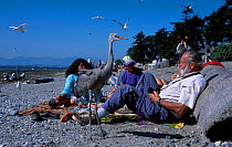 Hand reared Sandhill crane chick {Grus canadensis} on beach. Vancouver Canada British