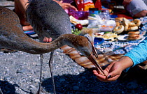 Hand reared Sandhill crane chick {Grus canadensis} feeds on beach. Vancouver Canada British