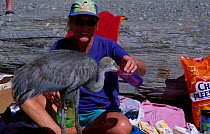 Hand reared Sandhill crane chick {Grus canadensis} drinks on beach. Vancouver Canada