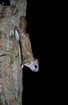 Northern flying squirrel on tree {Glaucomys sabrinus} Maine, USA