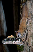 Northern flying squirrel feeds on seeds placed on fungi. {Glaucomys sabrinus} Maine USA