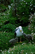 Lesser black backed gull with chicks {Larus fuscus} UK