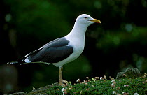 Lesser black backed gull {Larus fuscus} UK