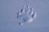 Polar bear footprint in snow {Ursus maritimus} Churchill Canada