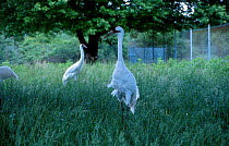 Whooping cranes in enclosure {Grus americanus} C  Operation Migration MD USA may