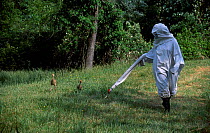 Researcher in crane costume with Whooping crane chicks Operation Migration MD USA - imprinting chicks so they will follow microlite south for winter