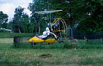 Researcher in microlite in crane costume with Whooping crane chicks. Maryland USA Operation - imprinting chicks so they will follow microlite south for winter