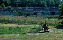 Researcher in microlite with Whooping crane chicks. Maryland USA Operation - imprinting chicks so they will follow microlite south for winter