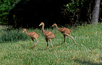 Whooping crane chicks {Grus americana} Operation migration MD USA - captive