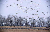Sandhill cranes landing in field Platte river Nebraska USA {Grus canadensis} . march