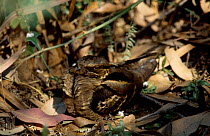 Long tailed nightjar {Caprimulgus macrurus} Bharatpur NP Rajasthan India
