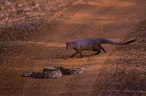 Ruddy mongoose {Herpestes smithi} investigates Python Yala NP Sri Lanka