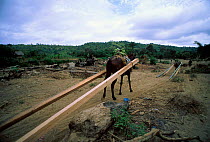 Logging industry Chongon-Colonche Cordillera Western Ecuador South America