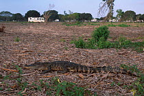 American alligator sunning near campsite. Everglades FL USA {Alligator mississippiensis}