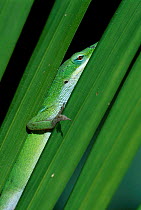 Green anole on palm frond {Anolis carolinensis} Florida USA